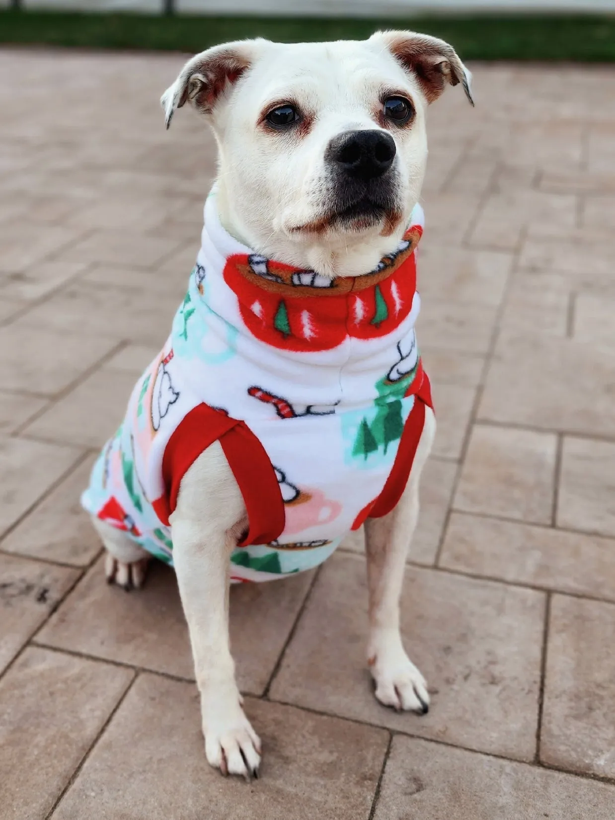 Santa Cocoa Mugs Dog Sweater